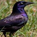image of bird