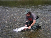 image of coho