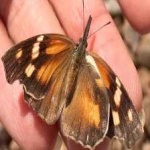 image of animal