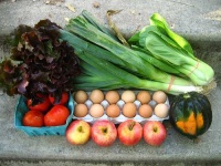 image of acorn_squash