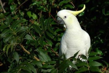 image of sulphur_crested_cockatoo #0