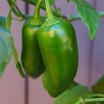 image of fruit_and_vegetable