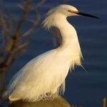image of bird