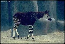 image of animal