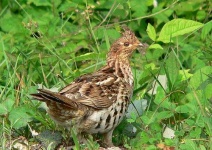 image of grouse #34