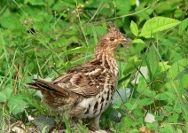 image of ruffed_grouse #34