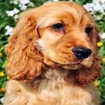image of animal