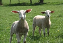 image of ram