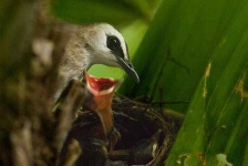 image of bulbul