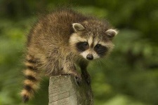 image of animal