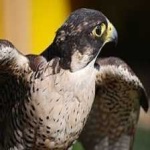 image of bird