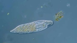 image of parasitic_flatworms