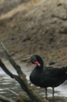 image of black_swan