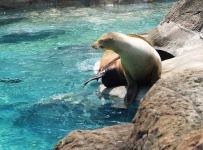 image of sea_lion