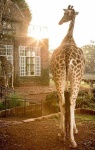 image of animal