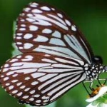 image of animal