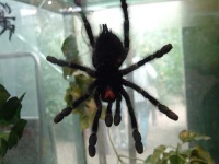 image of tarantula #4
