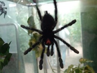 image of tarantula