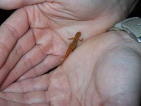 image of eft
