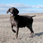 image of german_short_haired_pointer