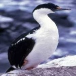 image of bird