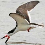 image of bird