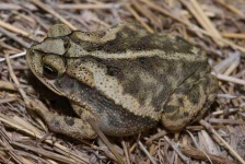 image of tailed_frog