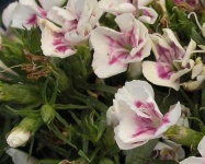 image of flower