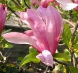 image of magnolia #41