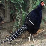 image of bird