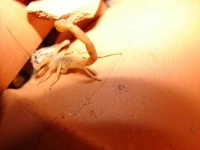 image of scorpion
