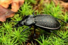 image of ground_beetle #28