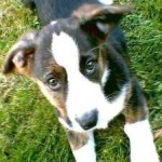 image of animal