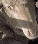 image of animal