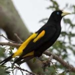 image of bird