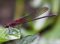 image of damselfly