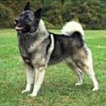 image of animal
