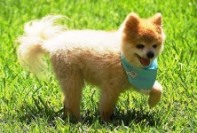 image of pomeranian #27