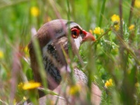 image of grouse #9