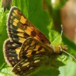 image of animal