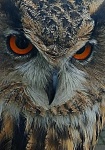 image of animal