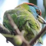 image of bird