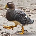 image of bird
