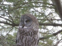 image of great_grey_owl