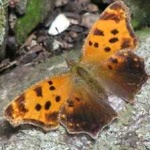 image of animal