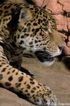 image of jaguar_car