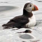 image of bird