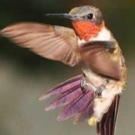 image of bird