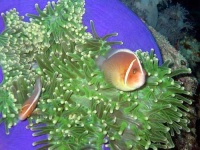 image of anemone_fish