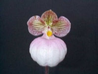 image of flower
